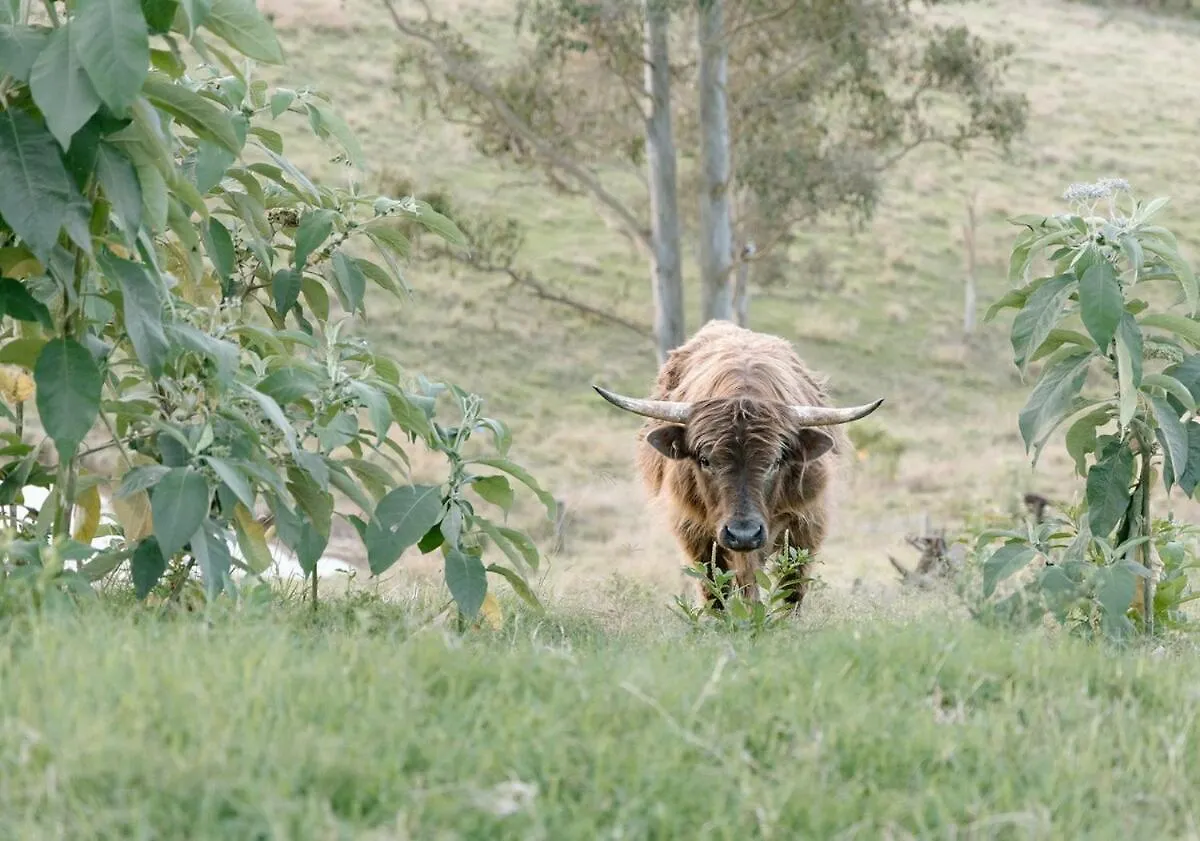 Dom wakacyjny Luxe Farmstay, Main House And Brand New Tiny Home, Animals And Views! Obi Obi
